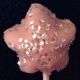 Star Cake Pop Press & Mold